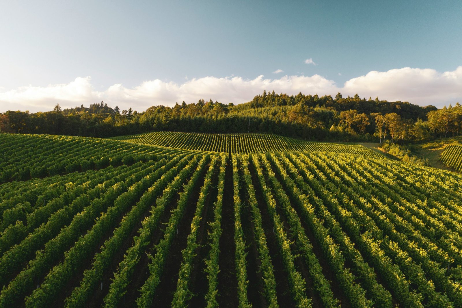 Aerial view of a vineyard on rolling hills